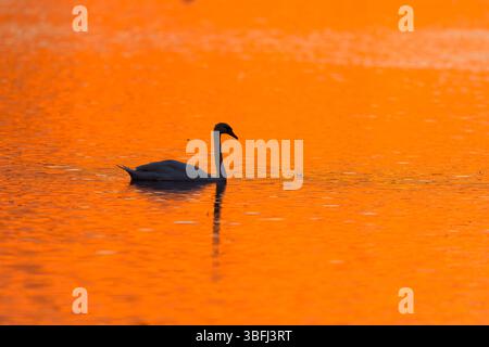 Cigno muto Cygnus olor, nuotata per adulti al tramonto, Suffolk, Inghilterra, maggio Foto Stock