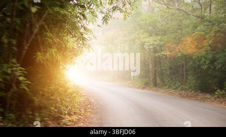 strada asfaltata attraverso la foresta verde in una nebbia bianca. splendido paesaggio autunnale con luce dorata e riflessi dell'obiettivo durante l'alba Foto Stock