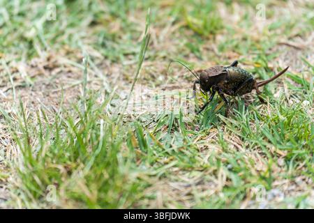 Ground Dweller: Mormon Cricket Foto Stock