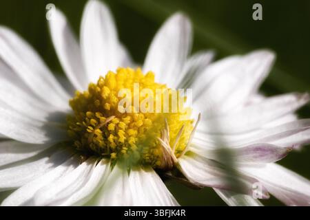 Una foto macro di un fiore a margherita, che si concentra sul centro giallo vibrante e sui morbidi petali bianchi, catturando la bellezza della natura Foto Stock
