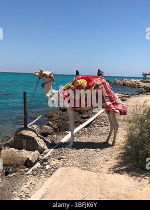 Cammello decorato in piedi sulla riva del Mar Rosso a Hurghada, in Egitto, in una soleggiata giornata estiva. Attrazione turistica comune lungo il lungomare. Foto Stock