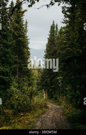 Sentiero stretto attraverso la pineta nei pressi di Ottsjö, Åre in Jämtland Foto Stock