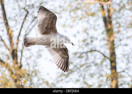 Il gabbiano aringhe giovane e grazioso sorvola l'aria con le ali completamente estese, catturate sullo sfondo di rami alberati frondosi Foto Stock