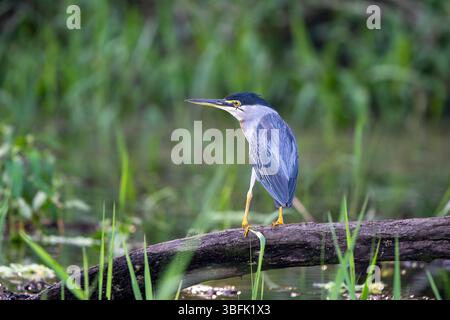 Un airone striato, Butorides striata, nel Parco Nazionale di Yasuni in Amazzonia Ecuador. Foto Stock