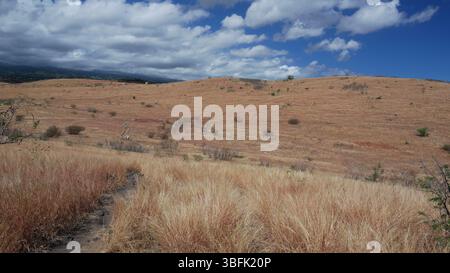 Savannah di Saint-Paul, Cap la Houssaye, Reunion Island, Auguste 2022 Foto Stock