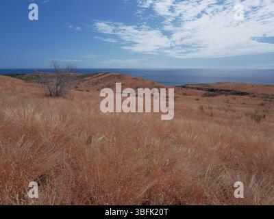 Savannah di Saint-Paul, Cap la Houssaye, Reunion Island, agosto 2022 Foto Stock