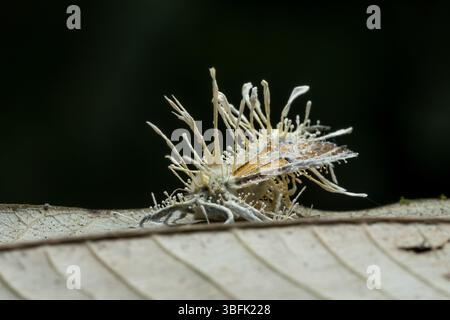 Una falena sfinge morta uccisa dal fungo parassita, Akanthomyces tuberculatus, nell'Amazzonia in Ecuador. Foto Stock