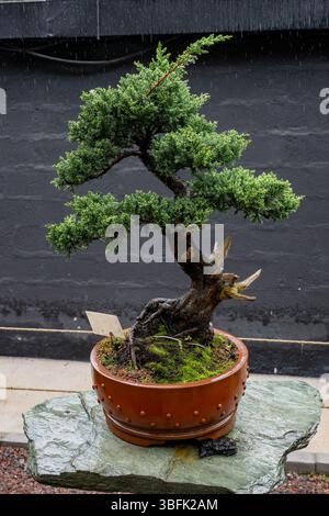Un ginepro informale in stile bonsai verticale nel Museo Bonsai nel Giardino Botanico Quito a Quito, Ecuador. Foto Stock