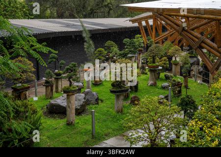 Una collezione di alberi bonsai nel Museo Bonsai nel Giardino Botanico Quito a Quito, Ecuador. Foto Stock