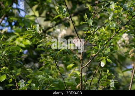 Parula di giardino, Sylvia borin. Un uccello siede su un ramo di albero e canta Foto Stock
