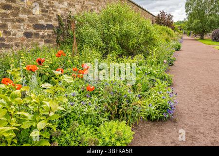 Haddington, East Lothian, Scozia, Regno Unito, 2 giugno 2025. Giardino recintato di Amisfield: Il giardino gestito da volontari, con accesso gratuito al pubblico, mostra i colori dei fiori all'inizio dell'estate. Nella foto: Il bordo erbaceo è un mare costante di colori che cambiano. Crediti: Sally Anderson/Alamy Live News Foto Stock