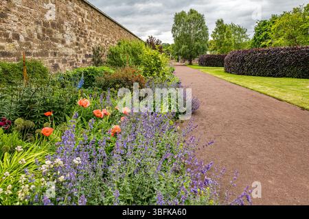 Haddington, East Lothian, Scozia, Regno Unito, 2 giugno 2025. Giardino recintato di Amisfield: Il giardino gestito da volontari, con accesso gratuito al pubblico, mostra i colori dei fiori all'inizio dell'estate. Nella foto: Il bordo erbaceo è un mare costante di colori che cambiano. Crediti: Sally Anderson/Alamy Live News Foto Stock