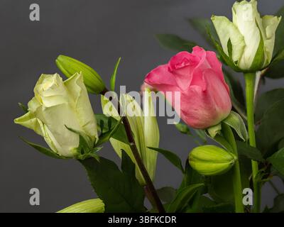 rosa rossa e gialla con petali intensamente colorati, in piena fioritura, primo piano, sfondo grigio sfocato, elegante, romantico, delicato Foto Stock