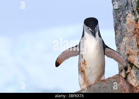 Pinguini Chinstrap adulti (Pygoscelis AntarcticusIn) in Un Rookery sopra il porto di Orne, sulla costa occidentale della penisola Antartica, Antartide Foto Stock