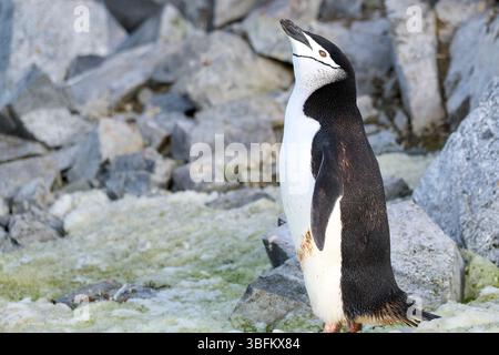 Un pinguino Chinstrap adulto (Pygoscelis AntarcticusIn) in Una colonia sopra il porto di Orne, sulla costa occidentale della penisola antartica, Antartide. Foto Stock