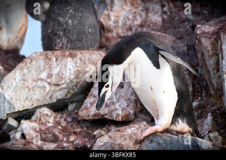 Pinguino Chinstrap per adulti (Pygoscelis AntarcticusIn) in Una Rocca coperta (colonia) sopra il porto di Orne, sulla costa occidentale della penisola antartica Foto Stock
