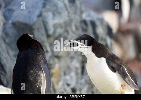 Due pinguini Chinstrap adulti, uno arrabbiato, in Un Rock Covered Rookery (Colony) sopra Orne Harbour, sulla costa occidentale della penisola antartica Foto Stock