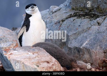Pinguino Chinstrap e bambino singolo adulto, pulcino pinguino (Pygoscelis AntarcticusIn) in Una colonia coperta di roccia alta sopra il livello del mare, Antartide Foto Stock
