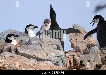 Gruppo di adulti e 1 pinguino Chinstrap giovanile in Una Rocca coperta o colonia sopra il porto di Orne, sulla costa della penisola antartica Foto Stock