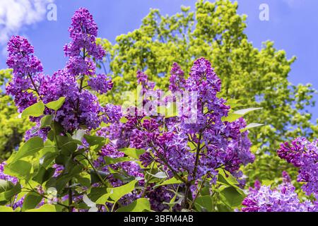 Lilla comune o lilla comune (Syylan vulgaris) . Fiore primaverile di colore viola. Amstetten, Baden-Wuerttemberg, Germania, Europa Foto Stock