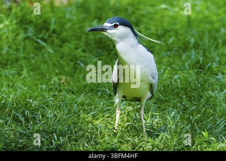 Un uccello con piume blu e nere e bianche si erge su un prato verde all'esterno, Night Heron (Nycticorax nycticorax) Francia Foto Stock
