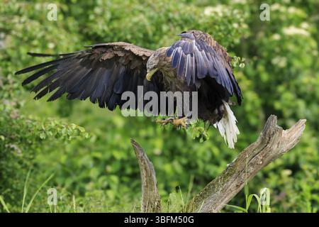 Aquila che atterra su un ramo nella foresta, ali spalancate, aquila dalla coda bianca (Haliaeetus albicilla), Francia, Europa Foto Stock