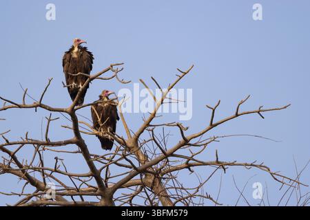 Avvoltoio con cappuccio Necrosyrtes monachus, arroccato in mangrovie, Buffulotto, Brikama, Gambia, gennaio Foto Stock