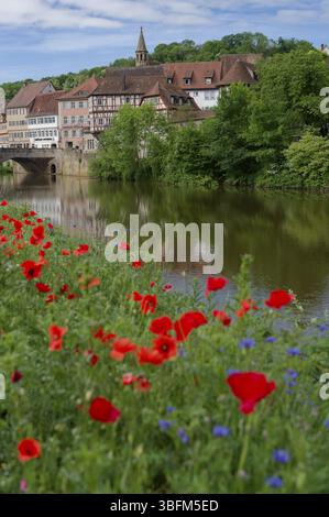 Aiuole al Kocher, Schwaebisch Hall, Kocher Valley, papavero, coccole di mais, Fiordaliso, primavera, maggio, Johanniterkirche, casa in legno, città vecchia Foto Stock