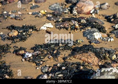 Una vista costiera ravvicinata che mostra varie alghe verdi, marroni e rosse e specie di alghe marine attaccate alle rocce e sommerse in acque poco profonde, è il punto forte Foto Stock