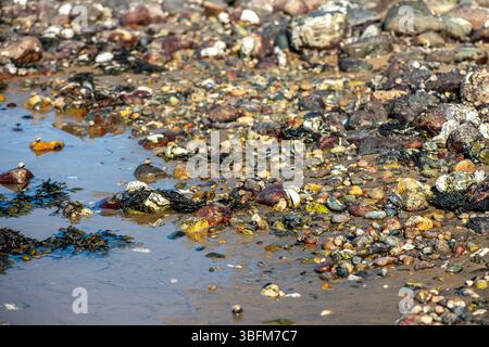 Una vista costiera ravvicinata che mostra varie alghe verdi, marroni e rosse e specie di alghe marine attaccate alle rocce e sommerse in acque poco profonde, è il punto forte Foto Stock