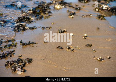 Una vista costiera ravvicinata che mostra varie alghe verdi, marroni e rosse e specie di alghe marine attaccate alle rocce e sommerse in acque poco profonde, è il punto forte Foto Stock