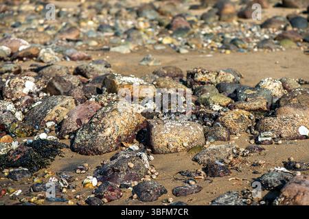 Una vista costiera ravvicinata che mostra varie alghe verdi, marroni e rosse e specie di alghe marine attaccate alle rocce e sommerse in acque poco profonde, è il punto forte Foto Stock