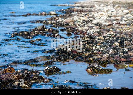 Una vista costiera ravvicinata che mostra varie alghe verdi, marroni e rosse e specie di alghe marine attaccate alle rocce e sommerse in acque poco profonde, è il punto forte Foto Stock