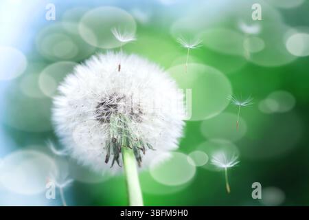 Dente di leone maturo con semi bianchi volanti su sfondo bokeh verde, messa a fuoco morbida Foto Stock