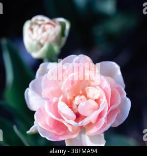 Primo piano di un doppio tulipano fiorito in tenui tonalità rosa e bianco in giardino Foto Stock