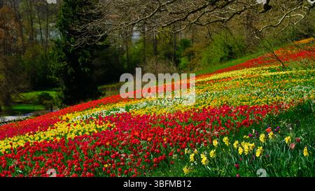 Vibrante campo di tulipani e narcisi in piena fioritura in primavera in un pittoresco giardino Foto Stock