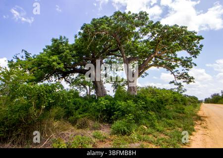 Due imponenti alberi di Baobab che crescono uno accanto all'altro nel lussureggiante bosco verde del Mozambico. Foto Stock