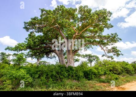 Due imponenti alberi di Baobab che crescono uno accanto all'altro nel lussureggiante bosco verde del Mozambico. Foto Stock