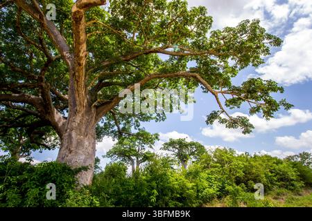 Guardando nei rami di un grande e imponente Baobab, che cresce in Mozambico. Foto Stock