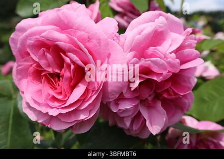 rose rosa in fiore in un parco Foto Stock