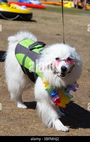 The Big Float, Portland, Oregon - 15 luglio 2017: Un cane è vestito con giubbotto salvagente, lei e occhiali da sole per l'evento Big Float. Foto Stock