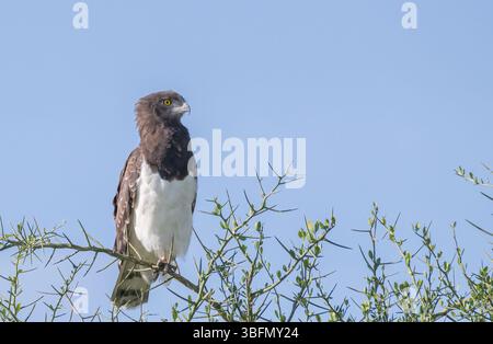 Aquila di serpente castagna nera (Circaetus pectoralis) arroccata in un cespuglio di acacia Foto Stock