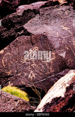 Antiche incisioni rupestri; Piedras Marcadas Canyon Trail; Petroglyph National Monument; Albuquerque; New Mexico; USA Foto Stock