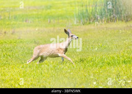 Cervi dalla coda nera che corrono in Grassy Field Foto Stock