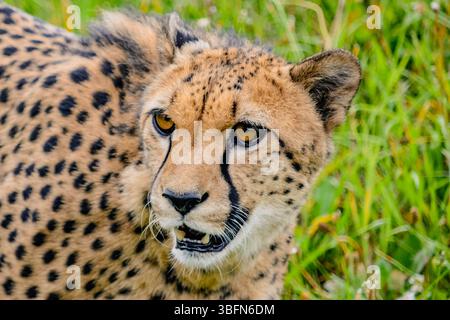 Cheetah in the Wild – affascinante primo piano di un grazioso e potente Predator. Uno splendido primo piano di un ghepardo nel suo habitat naturale, che mostra l'eleganza, la concentrazione e la forza grezza. Foto Stock