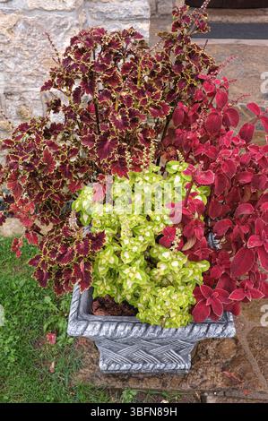 Fogliame multicolore all'aperto di piante di Coleus in vaso, Monastero di Gomionica, Kmecani, Bosnia ed Erzegovina Foto Stock