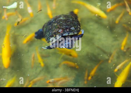 Primo piano di piccole tartarughe che nuotano vicino alla superficie in un laghetto limpido con pesci gialli intorno. Punta Cana. Repubblica Dominicana. Foto Stock