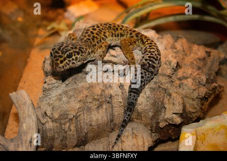 Leopard Gecko su un pezzo di corteccia Foto Stock