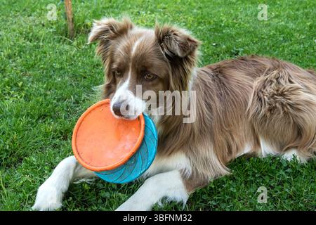Il cane Border Collie gioca con il frisbee giocattolo in giardino in estate Foto Stock