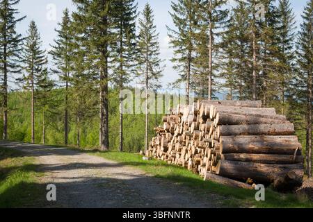 Legno impilato accanto a una strada sterrata nel Parco Nazionale di Karkonosze, Polonia. Foto Stock